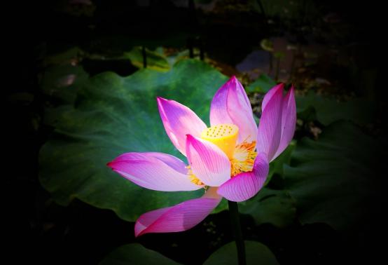 點擊看大圖